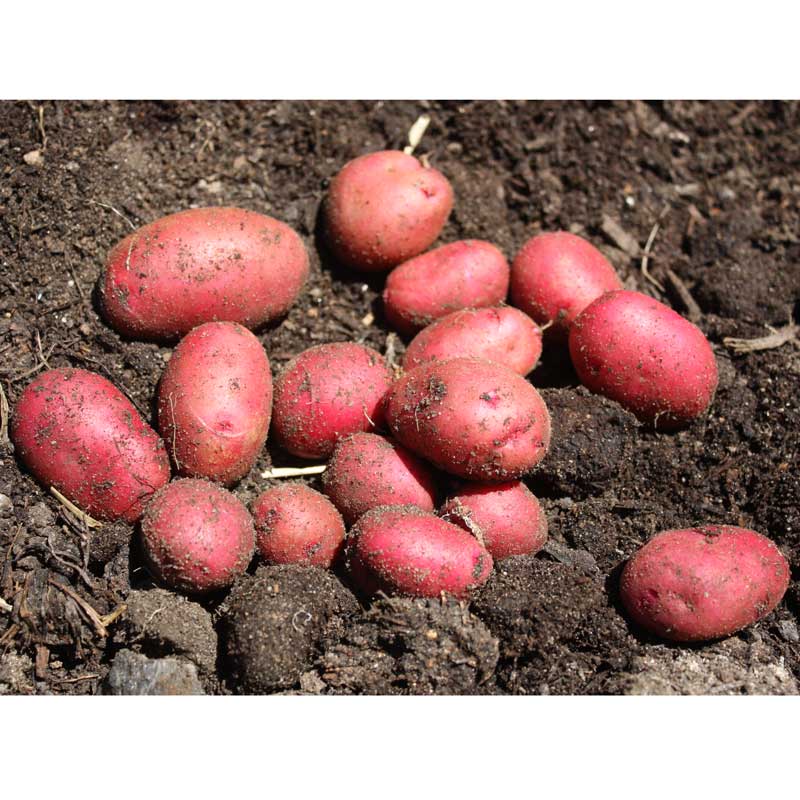 A pile of red-skinned potatoes sit on the ground after being harvested.