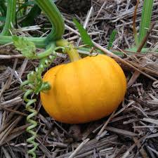 A small bright orange pumpkin is attached to a vine in the field