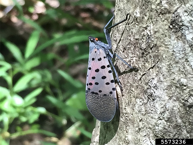 A close up of an adult spotted lanternfly seen perched vertically along the length of a tree trunk