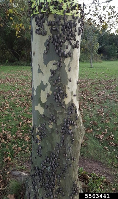 A grouping of spotted lanternflies traverse the length of a tree until they are stopped by a band of adhesive.