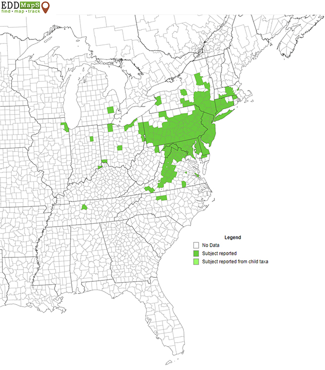 A map which shades areas of the USA to indicate where the spotted lanternfly has spread