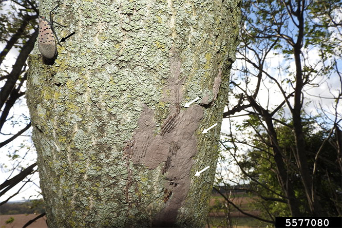 A photo of spotted lanternfly egg masses bonded to a tree of heaven