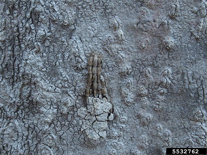 A closeup photo of exposed spotted lanternfly eggs