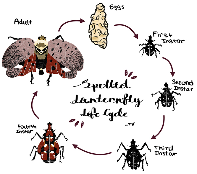 An illustration depicting the life stages of the spotted lanternfly, arranged in a circle