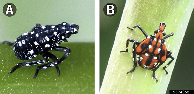 A closeup photo of both red and black instars
