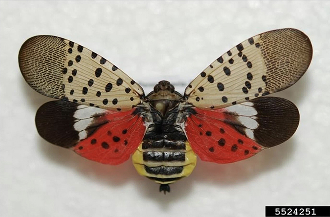 A closeup photo of an adult spotted lanternfly pinned in a display