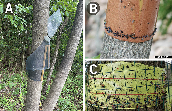 Three photos of traps that can be used to mitigate spotted lanternfly infestations.