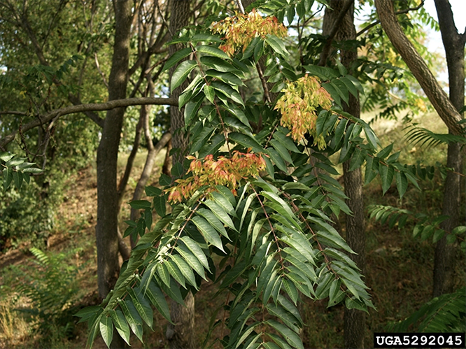 A photo of a leafy limb from a tree of heaven