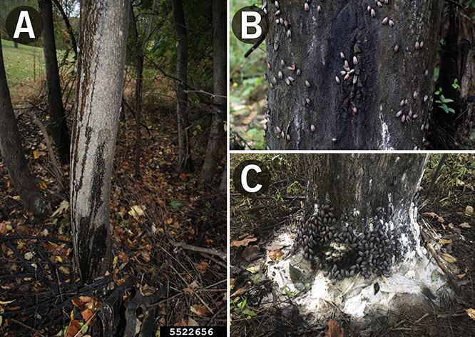 Three photos depicting the spotted lanternfly's infestation in ornamental trees
