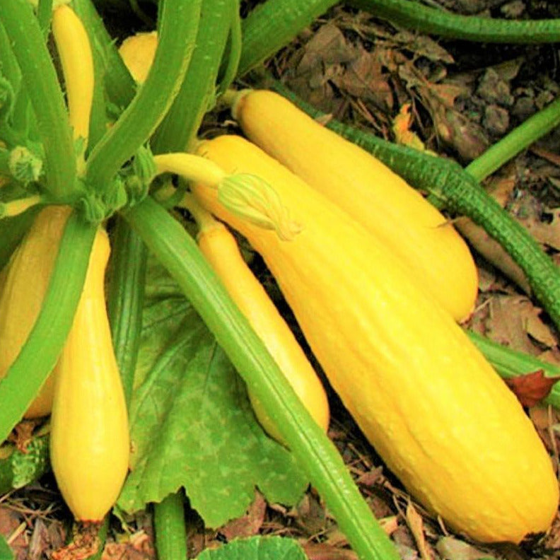 More than a half-dozen harvest-size yellow straight neck squash are clustered together on a plant, with several more small squash growing from the same plant.