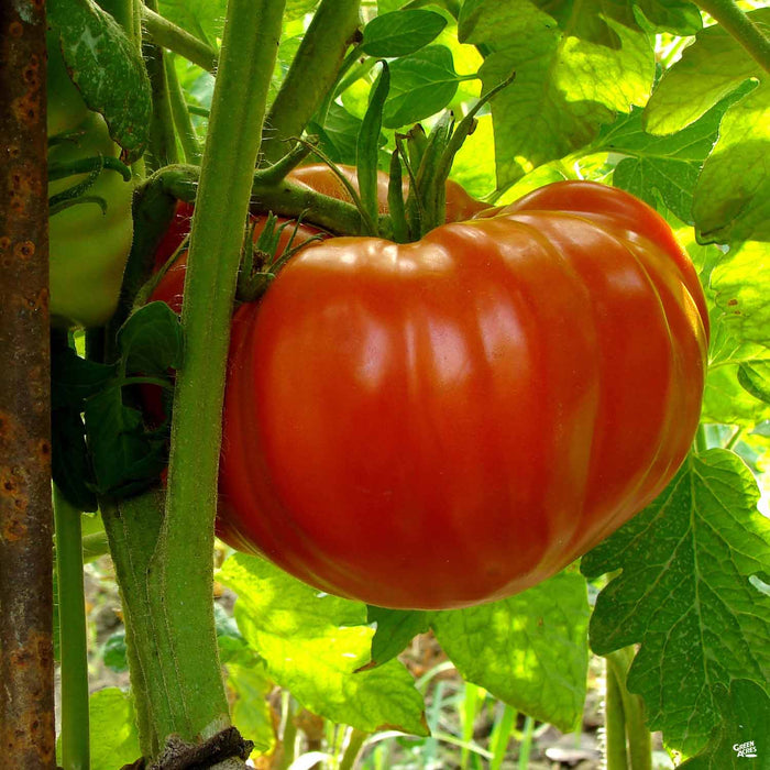 A large red tomato hangs on a plant, shaded by leaves.