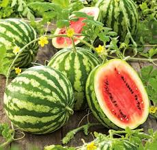Several harvest-size watermelons sit in a field on the vine. The melons are dark- and light-green striped and one of them is cut in half to show the pink flesh.