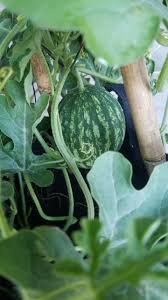 A small, striped green watermelon grows in a garden surrounded by leaves.
