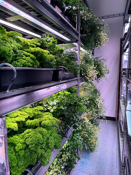 Shelves displaying a row of chamomile and parsley plants in a vertical farm setting, showcasing controlled environment agriculture.