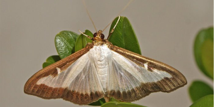 A moth with wings opened, boasting a light brown border with a cream center.