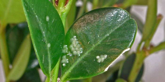 Small semitranslucent dots mark the waxy surface of a green leaf