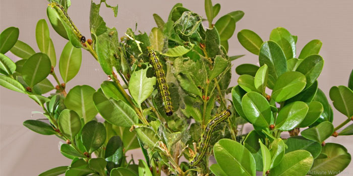 Several instars crowd an ornamental bush's leaves