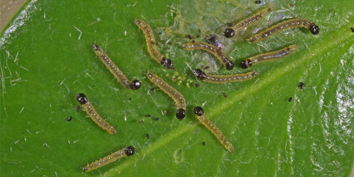 Small semitranslucent dots mark the waxy surface of a green leaf