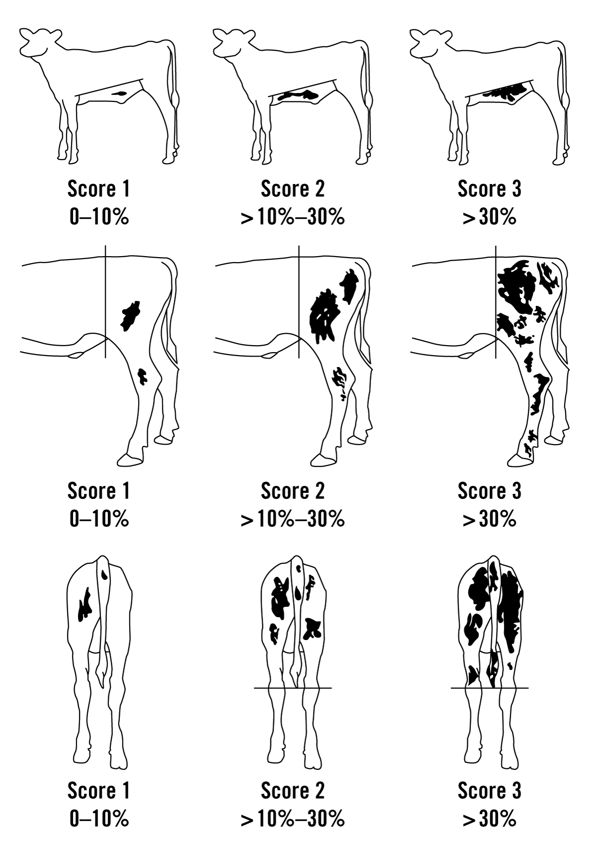 three illustrations score various levels of cleanliness for a dairy cow
